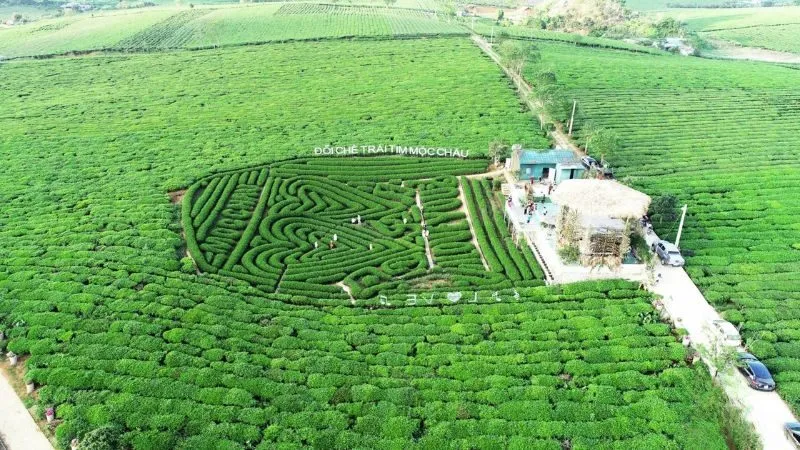 Đồi chè trái tim là một trong những biểu tượng quen thuộc của Mộc Châu