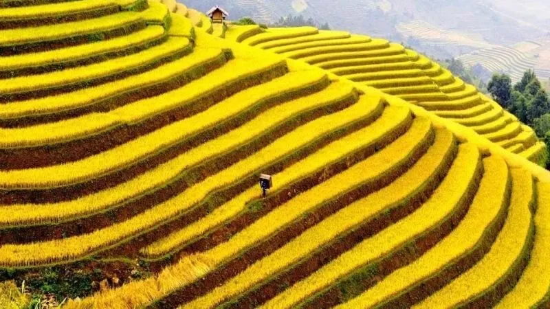 Hoàng Su Phì nổi tiếng với những thửa ruộng bậc thang trải dài trên các sườn núi